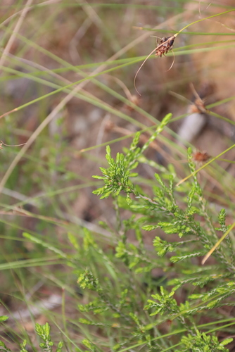 Passerina corymbosa, photograph 6