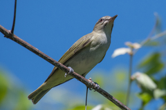 Vireo altiloquus