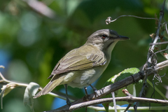 Vireo altiloquus