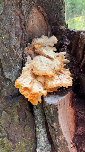 chicken of the woods