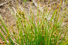 Carex muricata