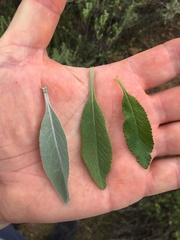 Salvia apiana × mellifera
