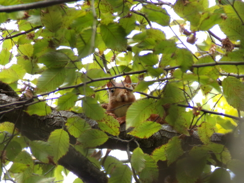 Eurasian Red Squirrel