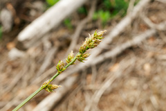 Carex muricata