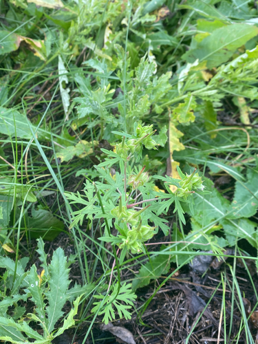 Carolina crane's-bill