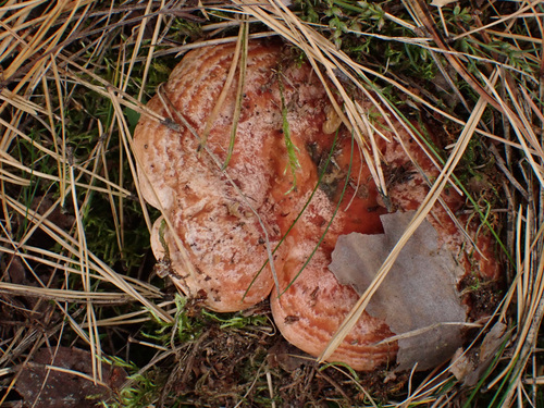 saffron milkcap