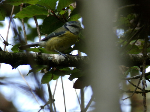 Eurasian Blue Tit