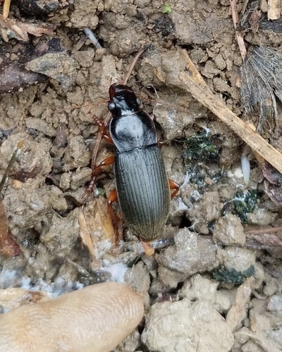 Strawberry Seed Beetle