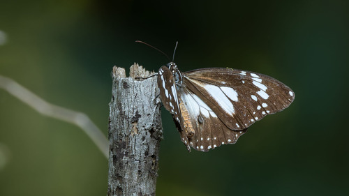 Swamp Tiger Butterfly