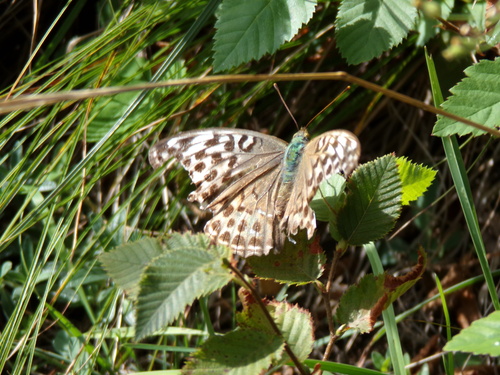 Silver-washed Fritillary