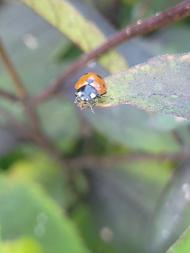 Seven-spotted Lady Beetle