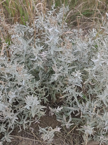Silver Wormwood