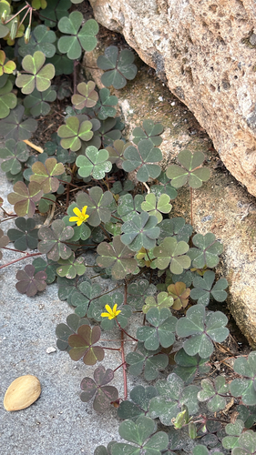 Creeping Woodsorrel