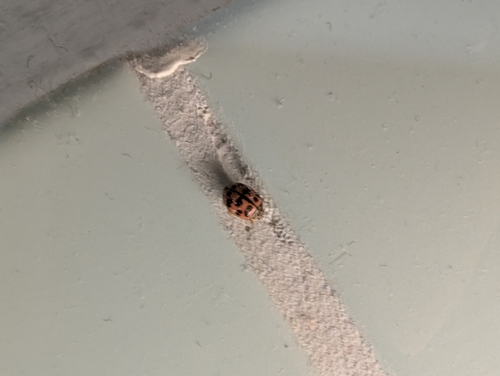 Poplar Ladybird Beetle