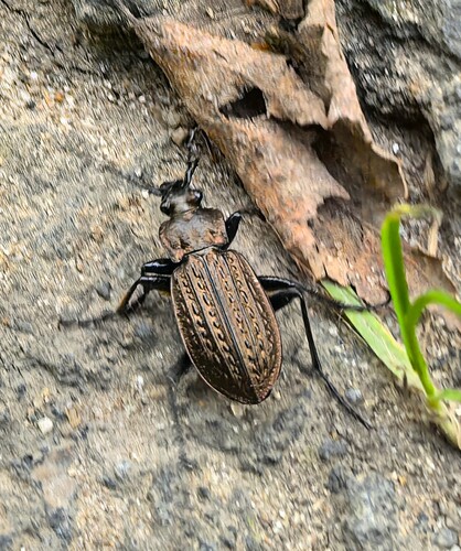Granulated Ground Beetle