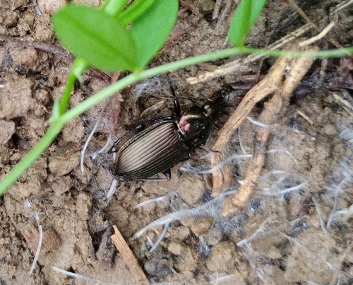 Copper Greenclock Beetle