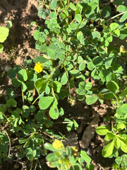 Medicago lupulina, photograph (c) Jose Gutierrez Higa, some rights reserved (CC BY)