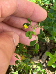 Medicago lupulina, photograph (c) Jose Gutierrez Higa, some rights reserved (CC BY)