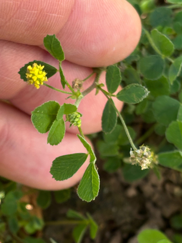 Medicago lupulina, photograph 4