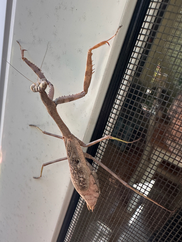 Carolina Mantis