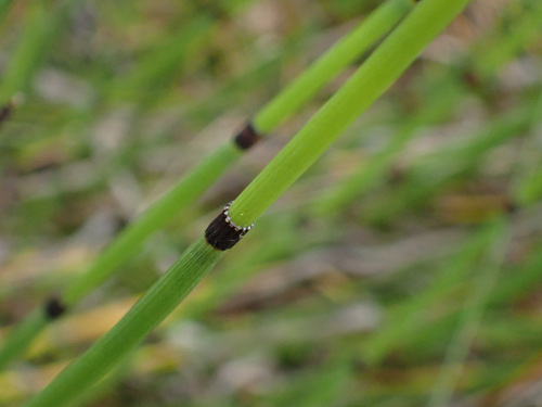 rough horsetail