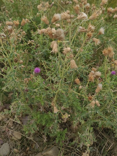 creeping thistle