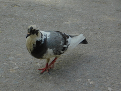 Columba livia
