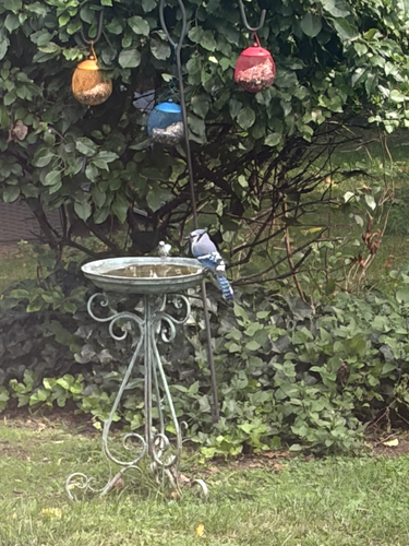 Blue Jay