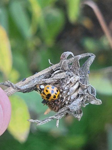 Asian Lady Beetle