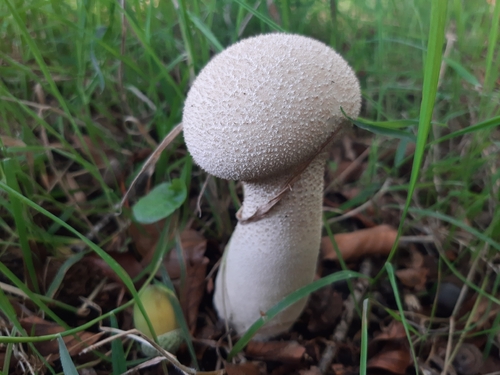 common puffball