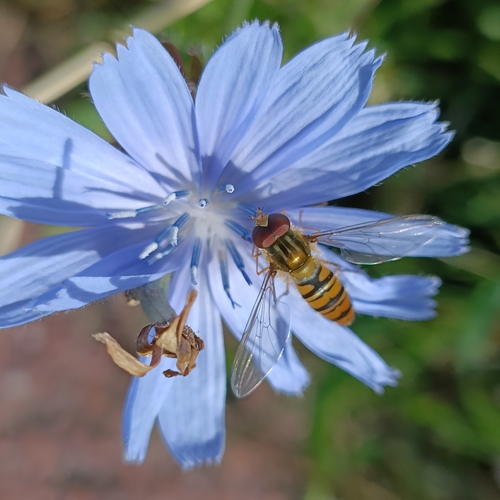 Marmalade Hover Fly