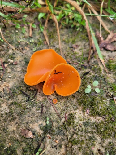 orange peel fungus