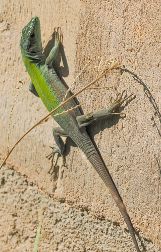 Italian Wall Lizard