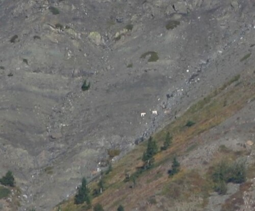Mountain Goat