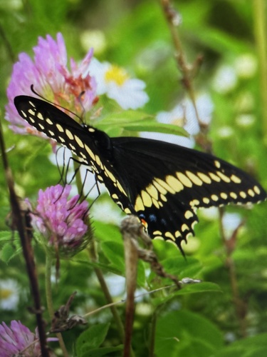Black Swallowtail