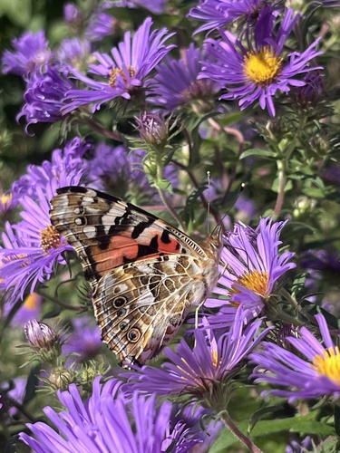 Painted Lady