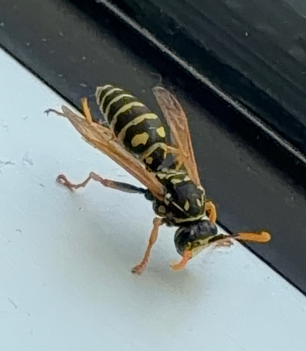 European Paper Wasp