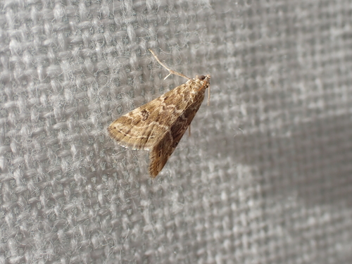 Old World Webworm
