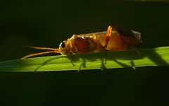 Tenthredopsis nassata