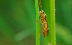 Tenthredopsis nassata