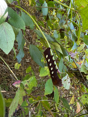 Pandorus Sphinx