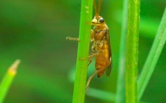 Tenthredopsis nassata