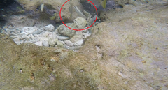 Halichoeres bivittatus