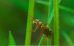 Tenthredopsis nassata