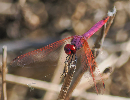 Violet Dropwing