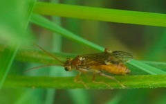 Tenthredopsis nassata