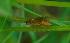 Tenthredopsis nassata