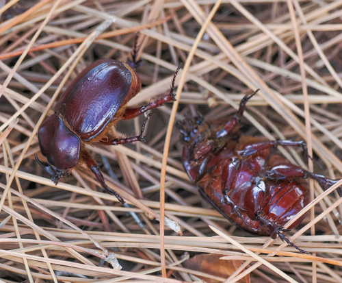 Phyllognathus excavatus