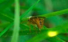 Tenthredopsis nassata