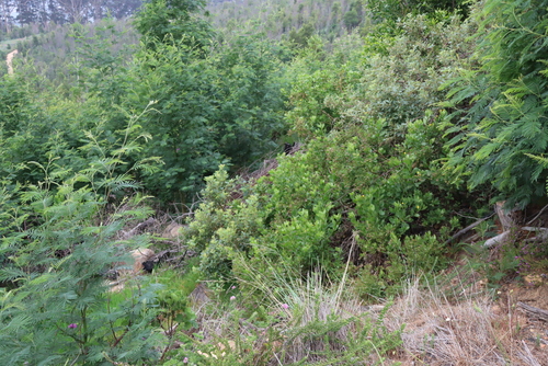 Searsia tomentosa, photograph 4